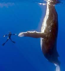 La reconnaissance annimale