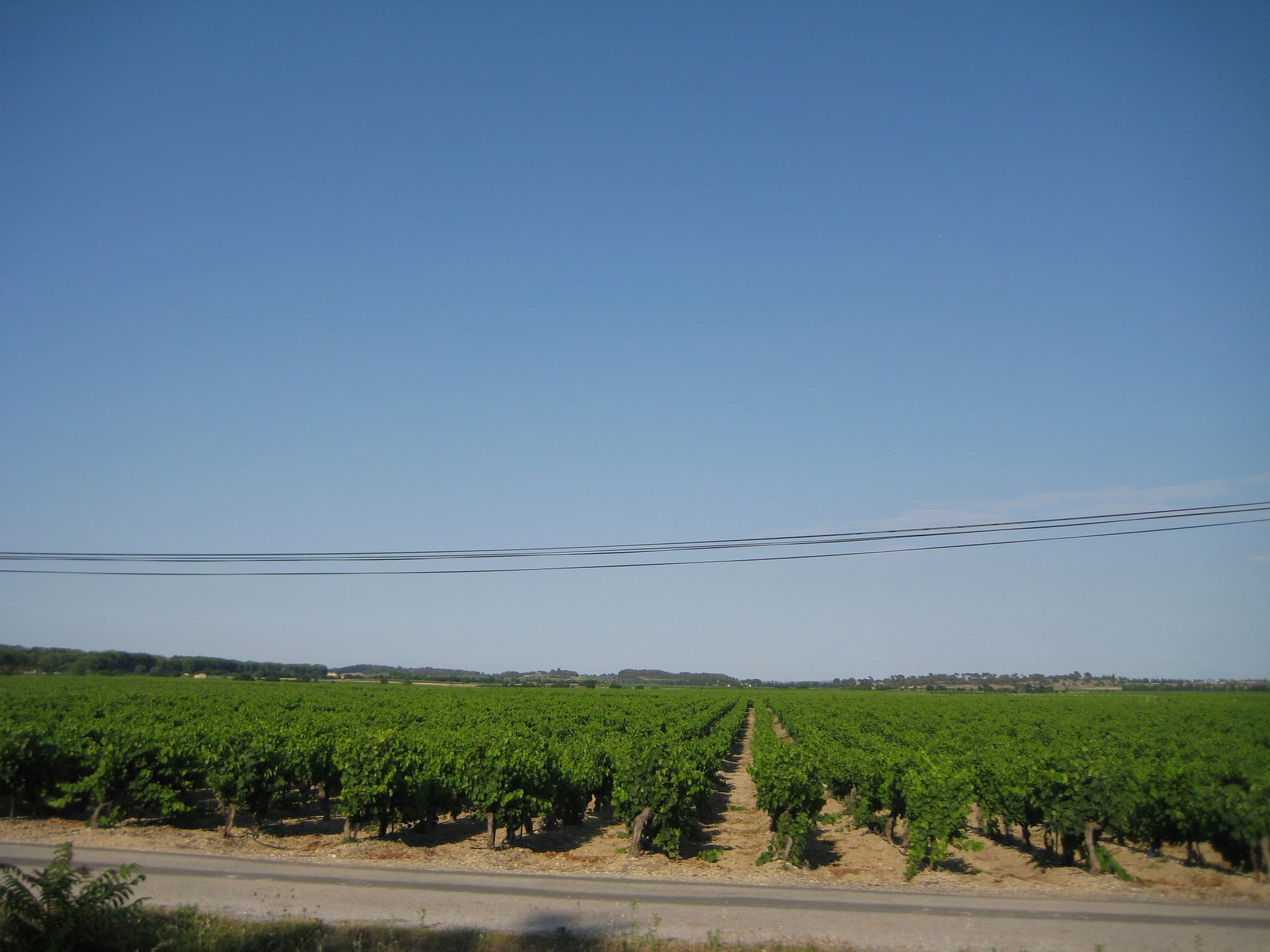 ミディ運河とぶどう畑@エスパス・ア・ゴゴ ミディ運河とぶどう畑@エスパス・ア・ゴゴ